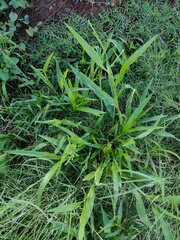 Urochloa plantaginea