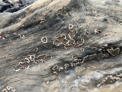 Peniophora albobadia