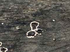 Peniophora albobadia