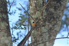 Euphonia luteicapilla