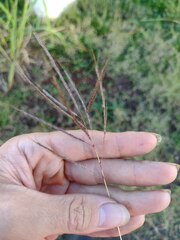 Dichanthium annulatum annulatum
