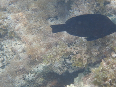 Hypoplectrus nigricans