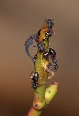 Dolichoderus scabridus