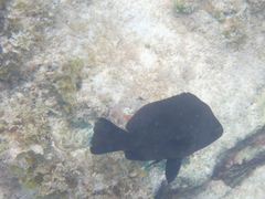 Hypoplectrus nigricans