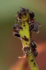 Dolichoderus scabridus
