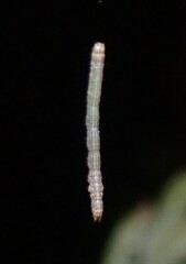 Catocala whitneyi