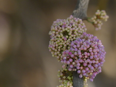 Memecylon umbellatum