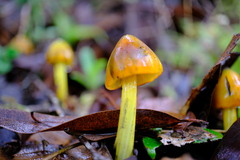 Hygrocybe singeri
