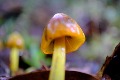 Hygrocybe singeri