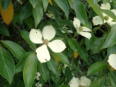 Cornus capitata