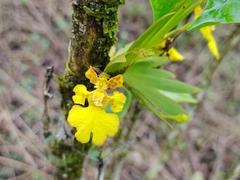 Erycina pusilla