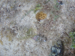 Cerithium litteratum