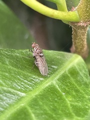 Minettia maculithorax