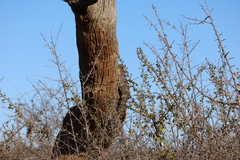 Varanus albigularis albigularis