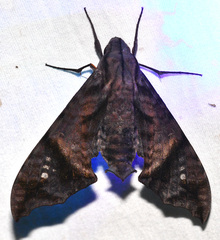 Nyceryx hyposticta