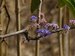 Memecylon umbellatum