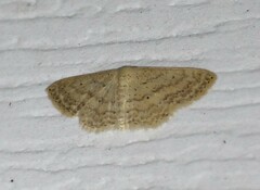 Scopula benitaria