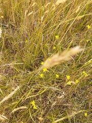 Tricoryne elatior