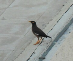 Acridotheres tristis