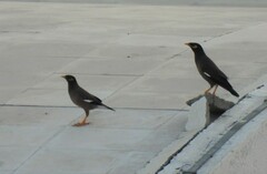 Acridotheres tristis