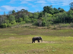 Elephas maximus indicus