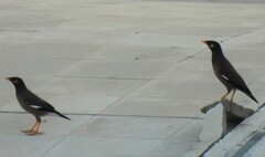 Acridotheres tristis