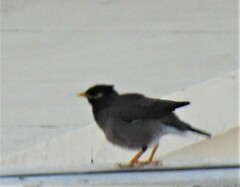 Acridotheres tristis