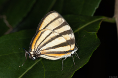 Arawacus separata