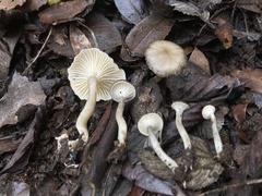 Spodocybe trulliformis