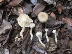 Spodocybe trulliformis