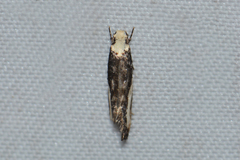Monopis longella