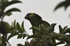Amazona aestiva
