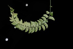 Polystichum obliquum