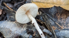 Lepiota castaneidisca
