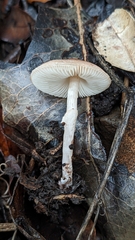 Lepiota castaneidisca