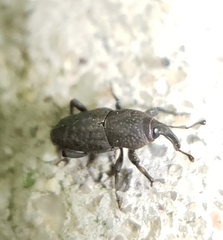 Sphenophorus minimus