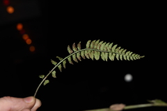 Polystichum obliquum