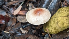 Lepiota castaneidisca