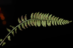 Polystichum obliquum