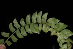 Polystichum obliquum