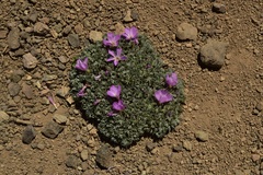 Oxalis adenophylla