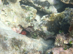 Mithraculus sculptus