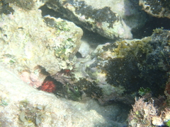 Mithraculus sculptus
