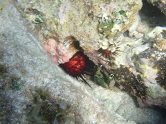 Mithraculus sculptus