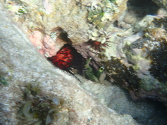 Mithraculus sculptus