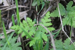 Pentagramma triangularis