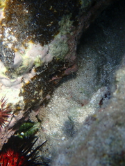 Mithraculus sculptus