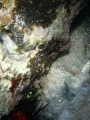 Mithraculus sculptus