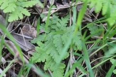 Pentagramma triangularis