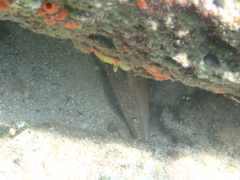 Pinnidae